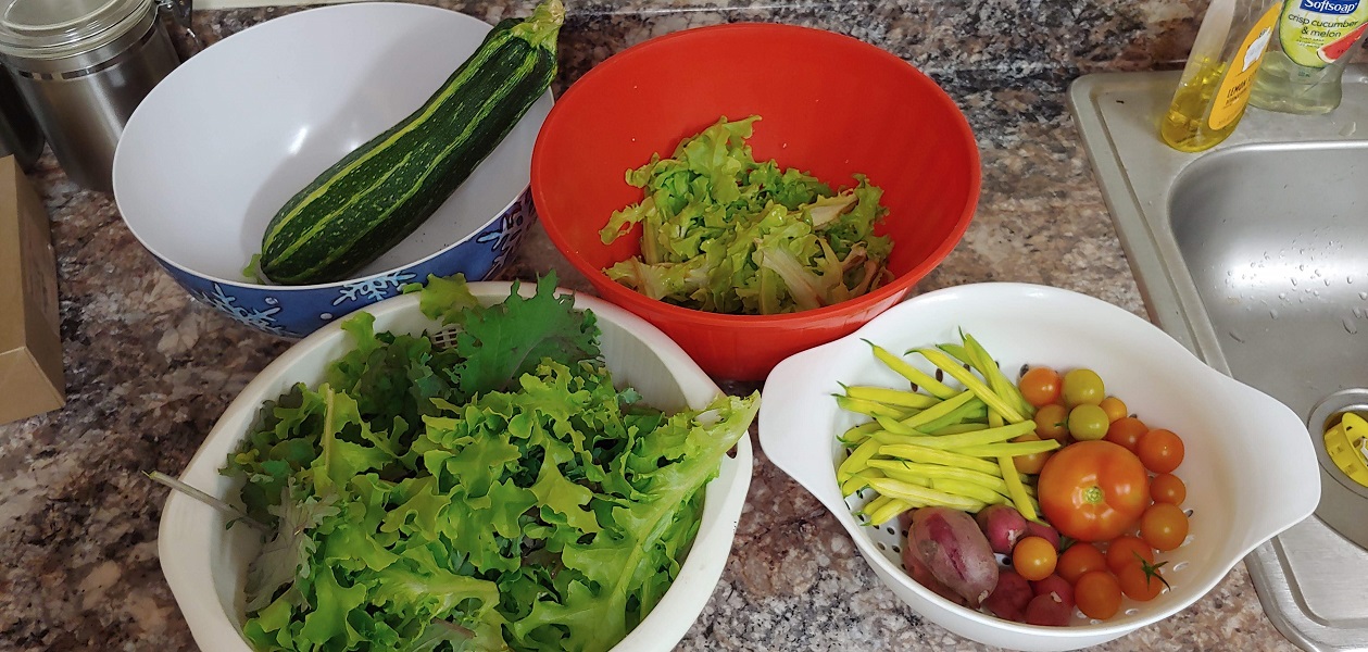 Fresh vegetables from NCVRC's Garden