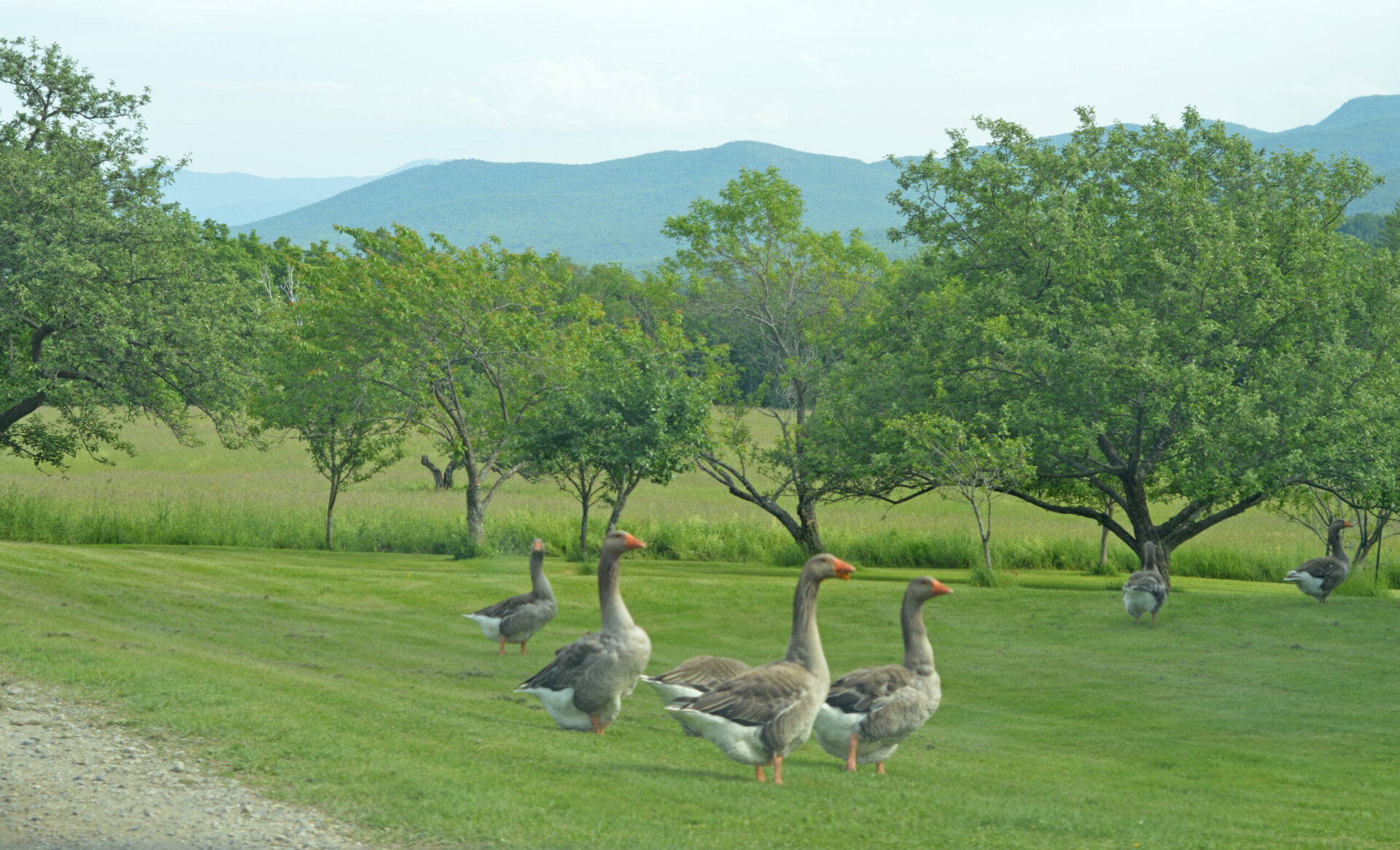 Country-Geese-jpeg