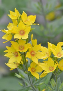 Yellow flowers